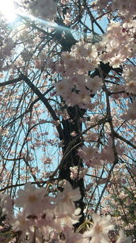 2011年桜.jpg