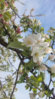りんごの花.jpg