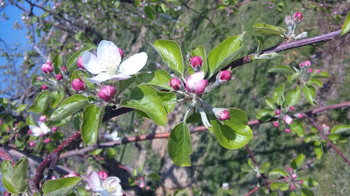 りんごの花芽吹き.jpg